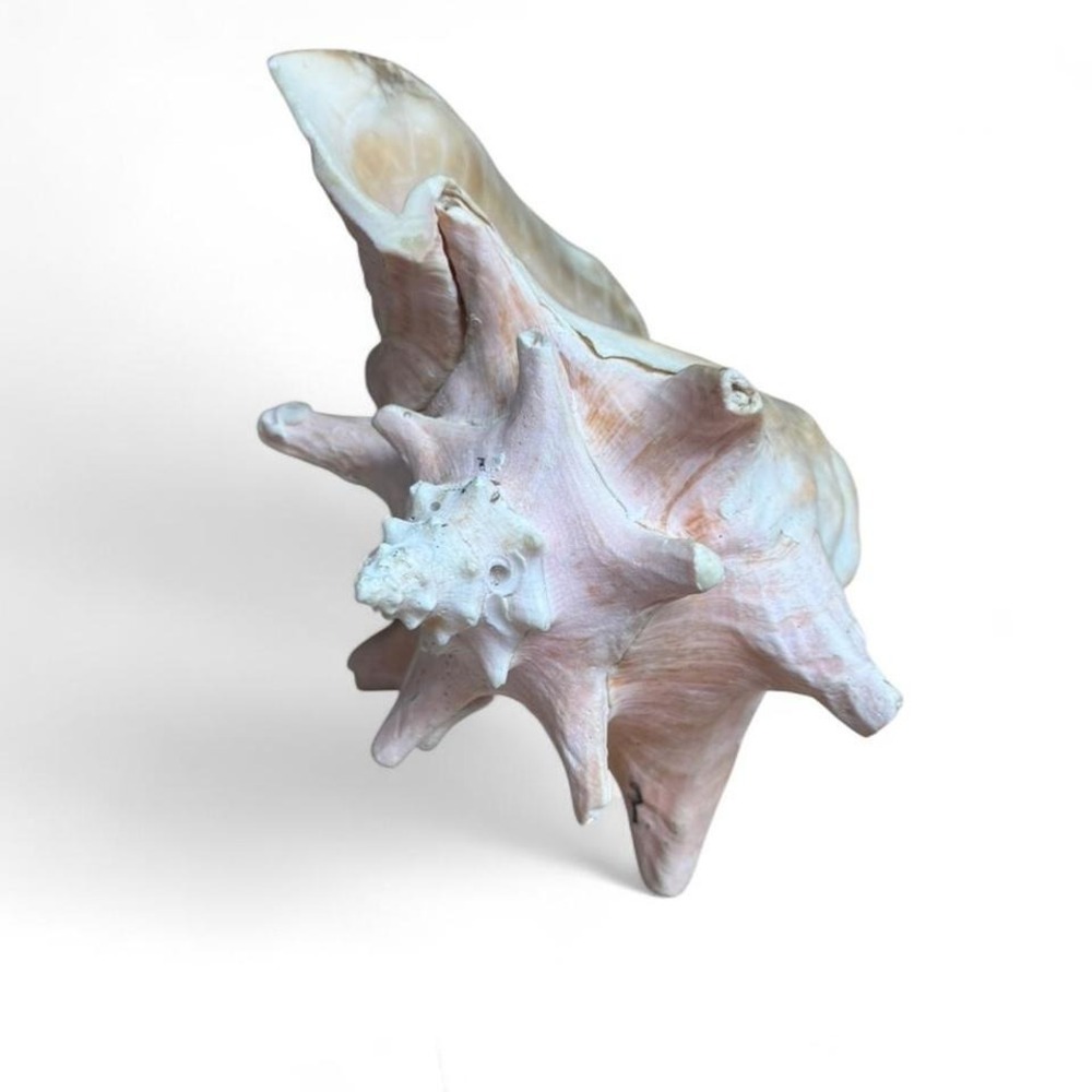 9" Pink Conch Shell Beautiful pink conch shell with a unique shape and texture - Picture 2 of 8
